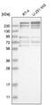 FRY Like Transcription Coactivator antibody, NBP1-94070, Novus Biologicals, Western Blot image 
