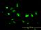 Integrin Alpha FG-GAP Repeat Containing 2 antibody, H00055846-M06, Novus Biologicals, Immunofluorescence image 
