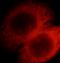 Coatomer Protein Complex Subunit Gamma 1 antibody, FNab01866, FineTest, Immunofluorescence image 
