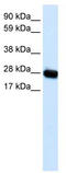 CAV3 antibody, TA330403, Origene, Western Blot image 