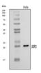 Jun dimerization protein 2 antibody, A04870-2, Boster Biological Technology, Western Blot image 