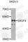 Serine And Arginine Rich Splicing Factor 4 antibody, A6978, ABclonal Technology, Western Blot image 