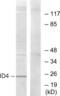 Inhibitor Of DNA Binding 4, HLH Protein antibody, abx013499, Abbexa, Western Blot image 