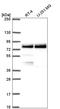E3 ubiquitin-protein ligase TRIM36 antibody, HPA061321, Atlas Antibodies, Western Blot image 