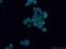 P2X purinoceptor 5 antibody, 19012-1-AP, Proteintech Group, Immunofluorescence image 