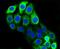 Keratin 20 antibody, NBP2-67309, Novus Biologicals, Immunofluorescence image 