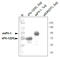 Fms Related Tyrosine Kinase 1 antibody, DM3507, Origene, Western Blot image 