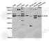 CAMP Responsive Element Modulator antibody, A5624, ABclonal Technology, Western Blot image 