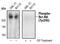 ABL Proto-Oncogene 1, Non-Receptor Tyrosine Kinase antibody, MA5-15098, Invitrogen Antibodies, Western Blot image 