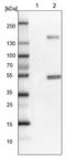 Fibroblast Growth Factor Receptor Substrate 3 antibody, NBP1-83420, Novus Biologicals, Western Blot image 