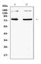 Nuclear Respiratory Factor 1 antibody, PA1948, Boster Biological Technology, Western Blot image 