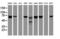 Coiled-Coil Domain Containing 93 antibody, M12181, Boster Biological Technology, Western Blot image 