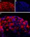 Neuroligin 2 antibody, PA5-77523, Invitrogen Antibodies, Immunohistochemistry paraffin image 