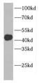 Cilia And Flagella Associated Protein 36 antibody, FNab01343, FineTest, Western Blot image 