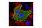 Keratan sulfate antigen TRA1-81 antibody, 4745P, Cell Signaling Technology, Immunofluorescence image 