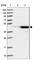 UEV And Lactate/Malate Dehyrogenase Domains antibody, HPA047134, Atlas Antibodies, Western Blot image 