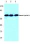 Mothers against decapentaplegic homolog 1 antibody, A00728S187, Boster Biological Technology, Western Blot image 