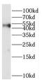 Parvin Alpha antibody, FNab06161, FineTest, Western Blot image 
