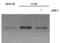 HIF-2-alpha antibody, NB100-132, Novus Biologicals, Western Blot image 