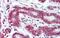 Ribosome Production Factor 1 Homolog antibody, GTX47248, GeneTex, Immunohistochemistry paraffin image 