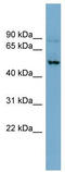 Excitatory amino acid transporter 3 antibody, TA333982, Origene, Western Blot image 