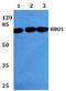 Lysine Acetyltransferase 7 antibody, A03896S167, Boster Biological Technology, Western Blot image 