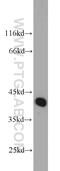 MAPK Associated Protein 1 antibody, 20993-1-AP, Proteintech Group, Western Blot image 