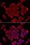 Mitochondrial import inner membrane translocase subunit Tim17-A antibody, LS-C748622, Lifespan Biosciences, Immunofluorescence image 