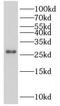 Heparan sulfate 2-O-sulfotransferase 1 antibody, FNab04016, FineTest, Western Blot image 