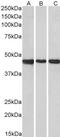 Solute Carrier Organic Anion Transporter Family Member 1B3 antibody, 42-218, ProSci, Enzyme Linked Immunosorbent Assay image 