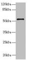 Notchless Homolog 1 antibody, LS-C676162, Lifespan Biosciences, Western Blot image 