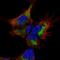 SEC14 And Spectrin Domain Containing 1 antibody, HPA058236, Atlas Antibodies, Immunocytochemistry image 