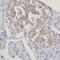 Solute Carrier Family 10 Member 3 antibody, FNab07904, FineTest, Immunohistochemistry frozen image 