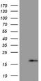 PRELI Domain Containing 2 antibody, CF810826, Origene, Western Blot image 
