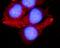 Late Endosomal/Lysosomal Adaptor, MAPK And MTOR Activator 1 antibody, A06290-1, Boster Biological Technology, Immunofluorescence image 