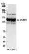 Cell Division Cycle And Apoptosis Regulator 1 antibody, A300-437A, Bethyl Labs, Western Blot image 