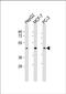 Protein C9orf140 antibody, PA5-49539, Invitrogen Antibodies, Western Blot image 