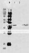 DNA repair protein rhp51 antibody, 63-001, BioAcademia Inc, Western Blot image 