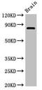 Lysyl oxidase homolog 4 antibody, LS-C681825, Lifespan Biosciences, Western Blot image 