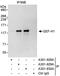 Rho/Rac Guanine Nucleotide Exchange Factor 2 antibody, A301-929A, Bethyl Labs, Immunoprecipitation image 