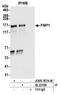 Folliculin Interacting Protein 1 antibody, A305-767A-M, Bethyl Labs, Immunoprecipitation image 