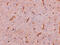 GID Complex Subunit 8 Homolog antibody, 5305, ProSci Inc, Immunohistochemistry paraffin image 