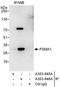 Proteasome subunit alpha type-1 antibody, A303-846A, Bethyl Labs, Immunoprecipitation image 