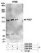 DNA polymerase delta catalytic subunit antibody, A304-006A, Bethyl Labs, Immunoprecipitation image 