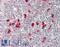 Protein BTG1 antibody, LS-B11658, Lifespan Biosciences, Immunohistochemistry frozen image 