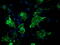 Vasodilator Stimulated Phosphoprotein antibody, M00303-1, Boster Biological Technology, Immunofluorescence image 