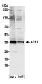 Cyclic AMP-dependent transcription factor ATF-1 antibody, A303-034A, Bethyl Labs, Western Blot image 