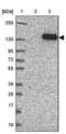 Calcium-dependent secretion activator 1 antibody, NBP2-38871, Novus Biologicals, Western Blot image 