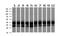Basigin (Ok Blood Group) antibody, NBP2-02534, Novus Biologicals, Western Blot image 