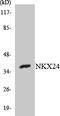 NK2 Homeobox 4 antibody, LS-C200271, Lifespan Biosciences, Western Blot image 
